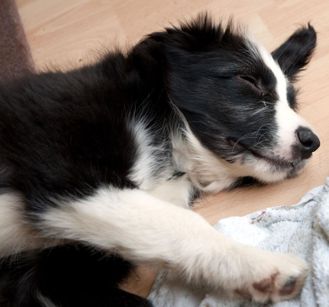 George, 10 weeks