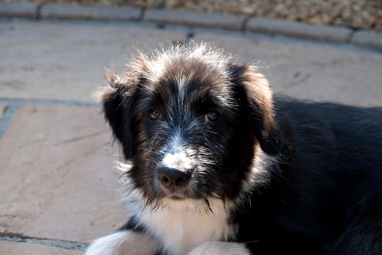 Gilbert, 4 months